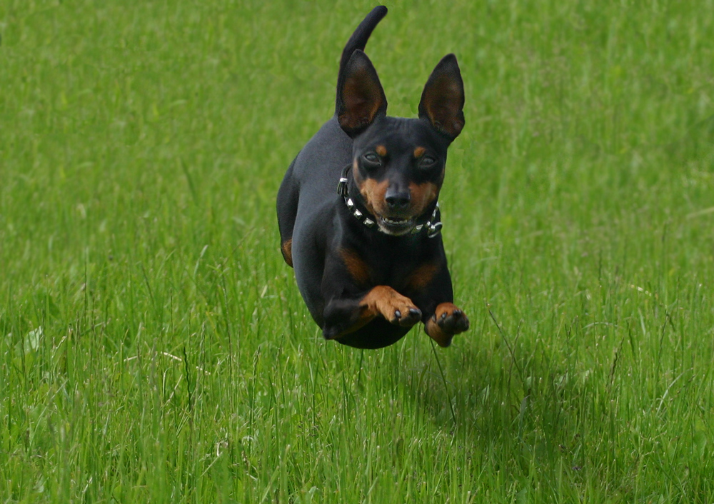 Ich bin Speedy und schwebe für schöne Bilder hier !!! (könnt ihr das auch !!!!!)