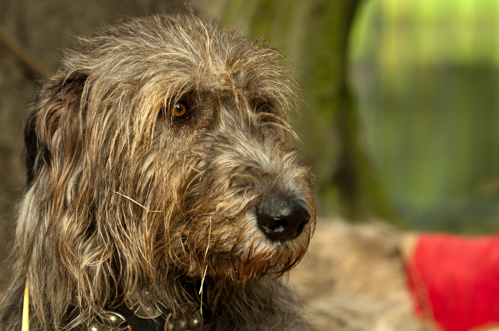 Ich bin Spezialist für Hundephobien!