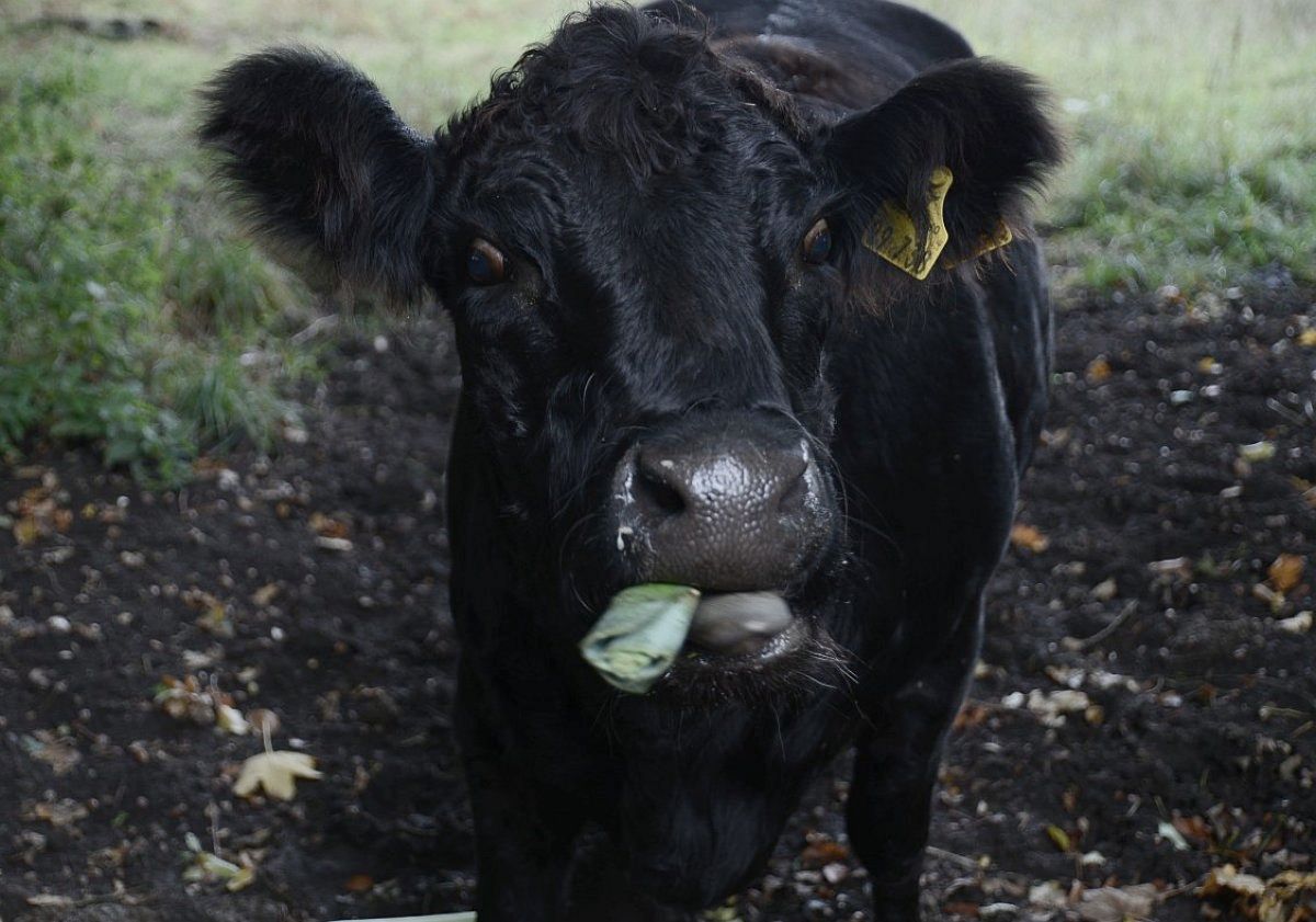 ich bin Veganer