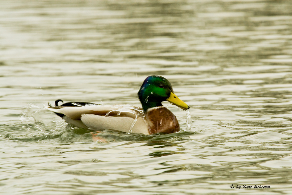 Ich bin Wasserdicht