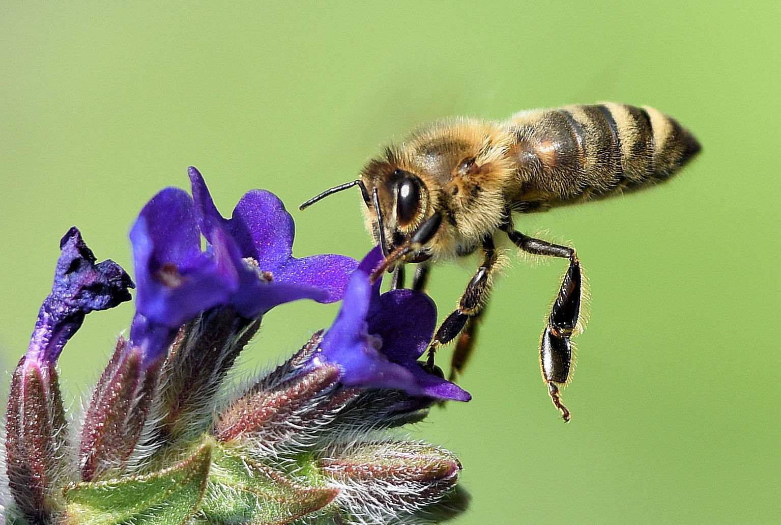 Ich bin wieder da… Foto & Bild | natur, tiere, wildlife Bilder auf