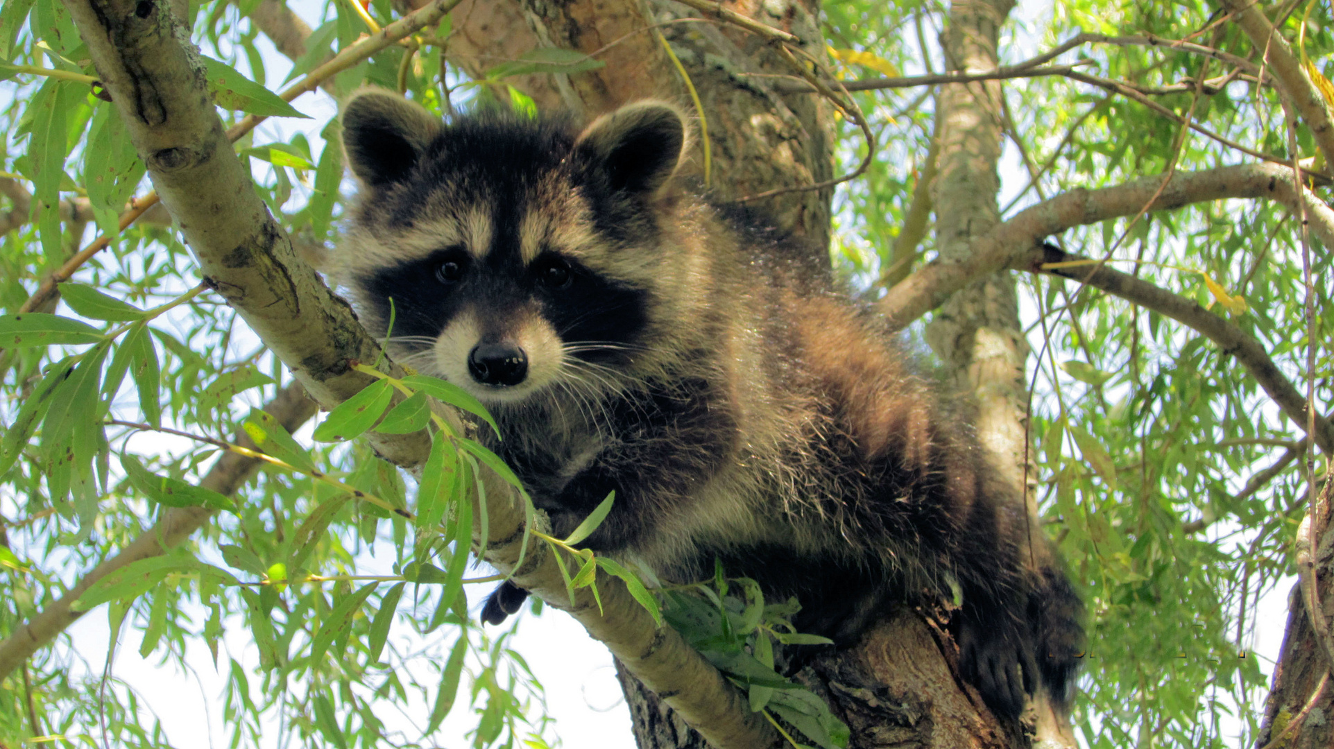 Ich bin wieder ein freilebender Waschbär