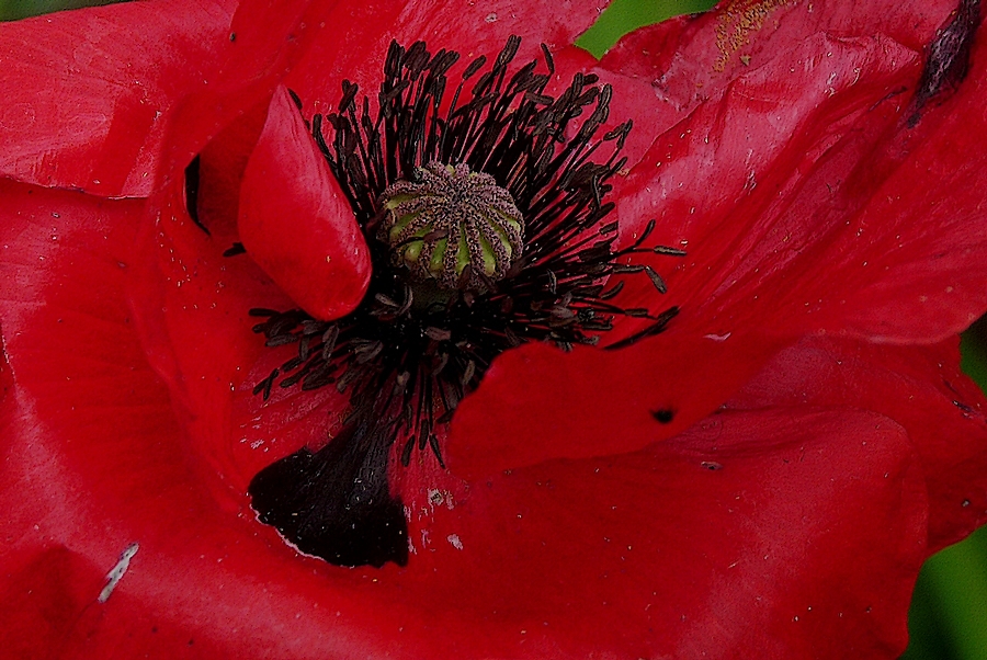 ich bin wieder Zuhause ...und zeig euch erst das Herz vom Mohn...