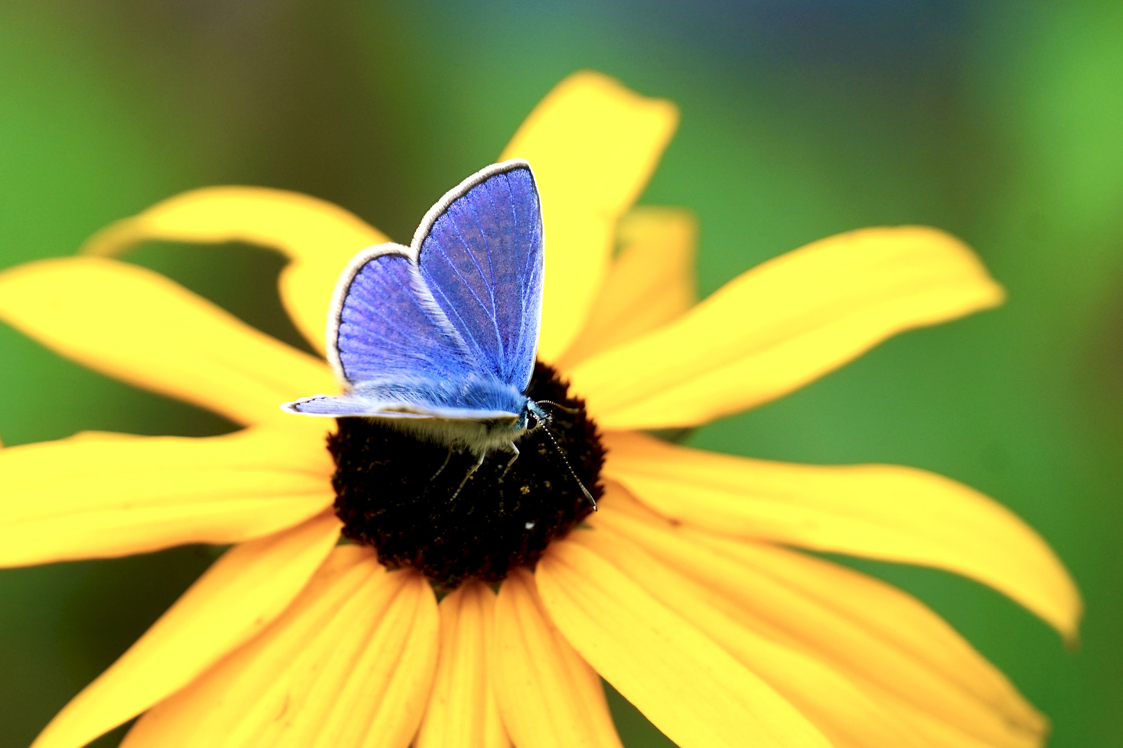 ich bin wirklich  BLAU