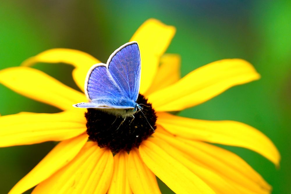 ich bin wirklich  BLAU