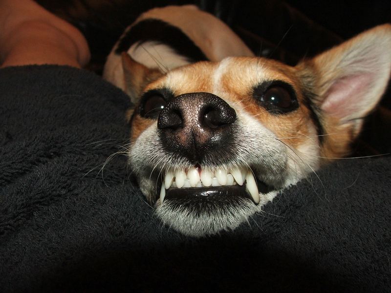 Ich bin wirklich böse ;) Foto & Bild tiere, haustiere, hunde Bilder
