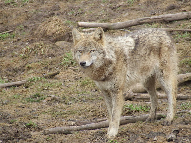 Ich bin Wolf...gang