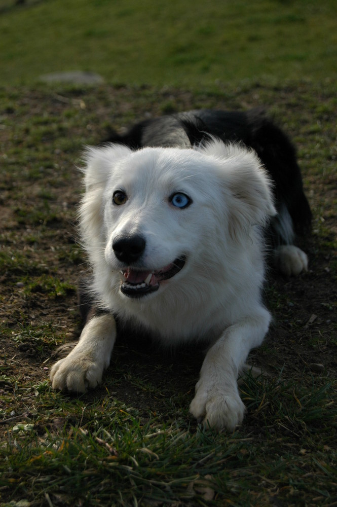 Ich bin Wolke