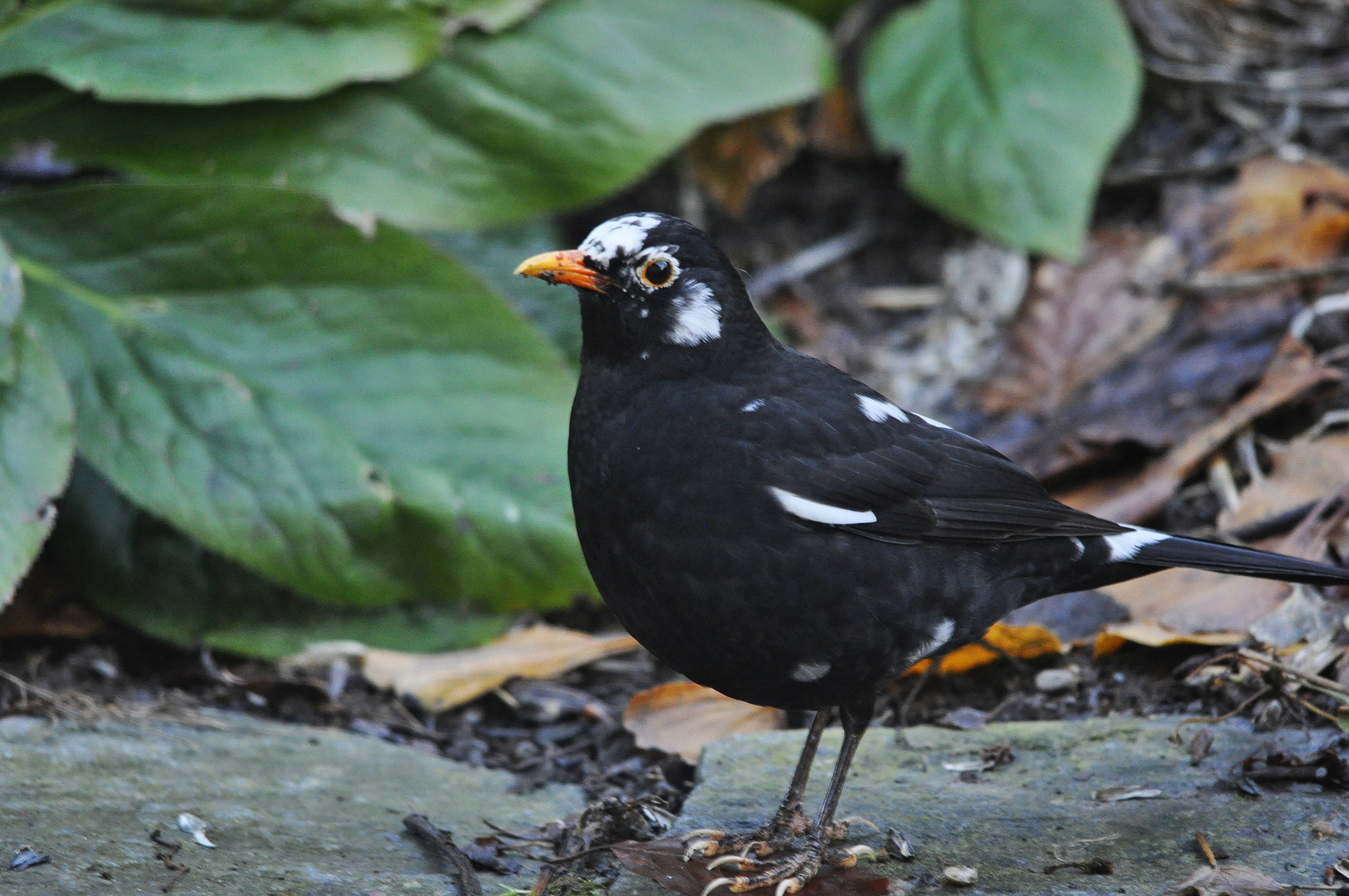 Ich bin zwar kein Ziervogel, habe mich aber so verkleidet!