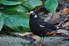 Ich bin zwar kein Ziervogel, habe mich aber so verkleidet!