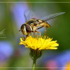 Ich bin zwar keine Biene, liebe aber Blütenpollen