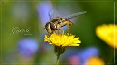 Ich bin zwar keine Biene, liebe aber Blütenpollen