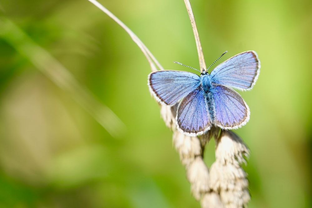 ich bin...Blau