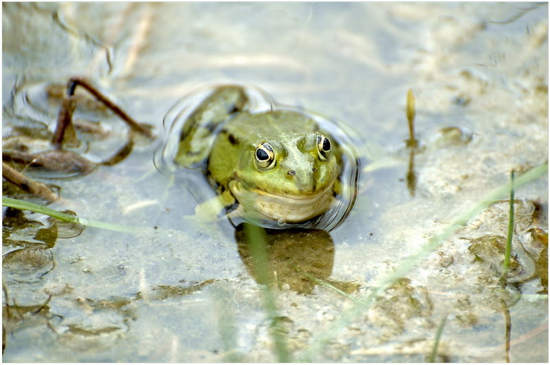 ich bin`s der Froschkönig