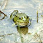 ich bin`s der Froschkönig