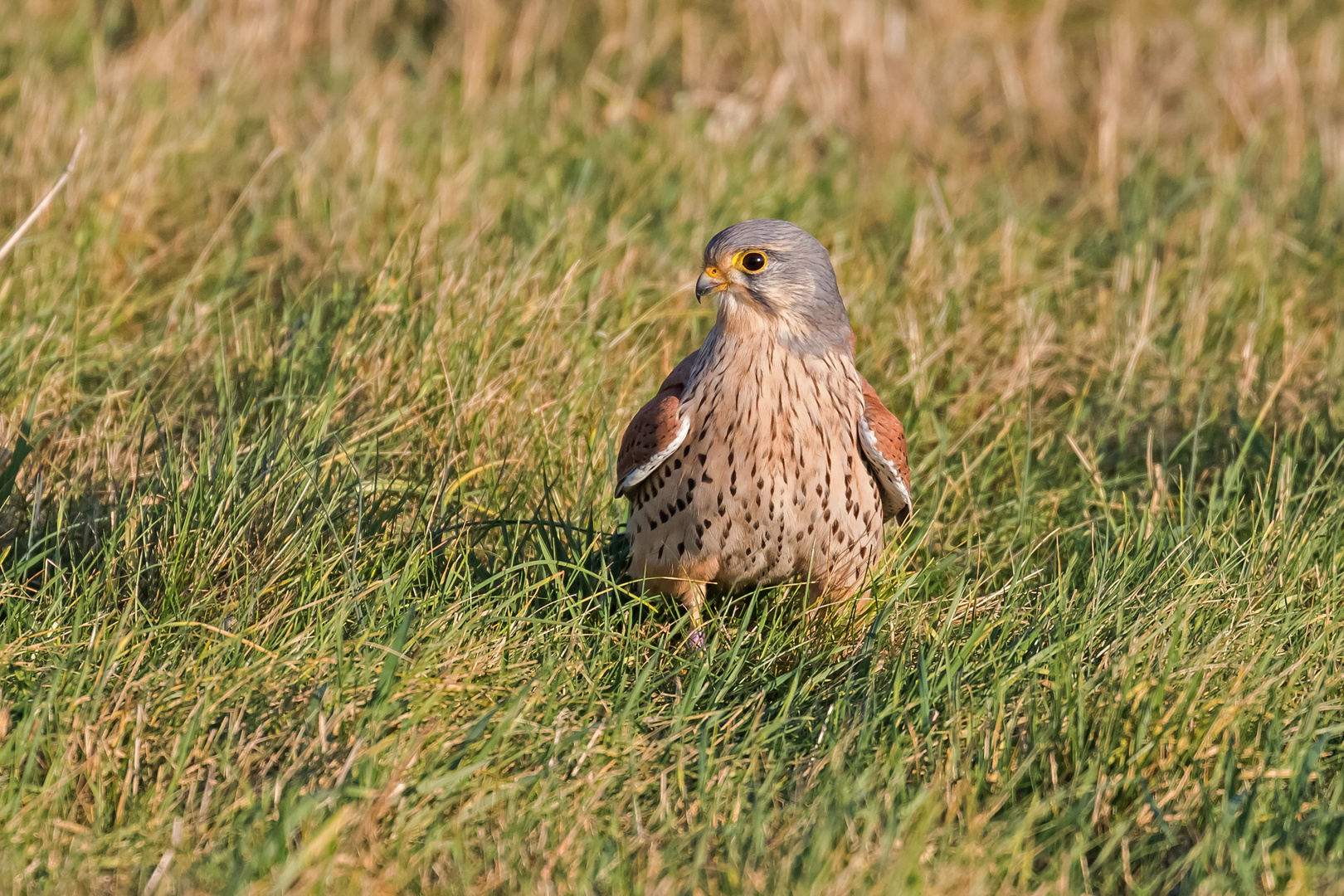 Ich bins, der Turmfalke