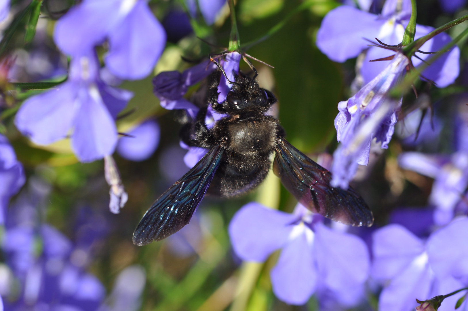 Ich bin’s mal wieder …. Schwarze Holzbiene in ihrer Lieblingsblume im Sommer 2021