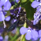 Ich bin’s mal wieder …. Schwarze Holzbiene in ihrer Lieblingsblume im Sommer 2021