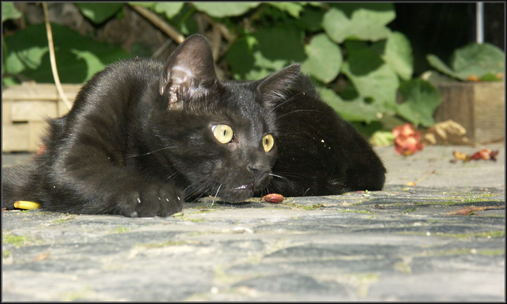 Ich bin`s Mr. Smokie