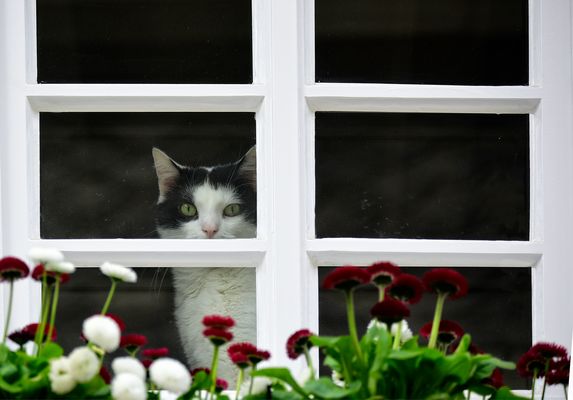 Ich blicke jedenfalls durch