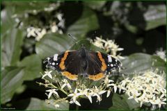 Ich brauch mal eine Pause; Admiral (Vanessa atalanta)