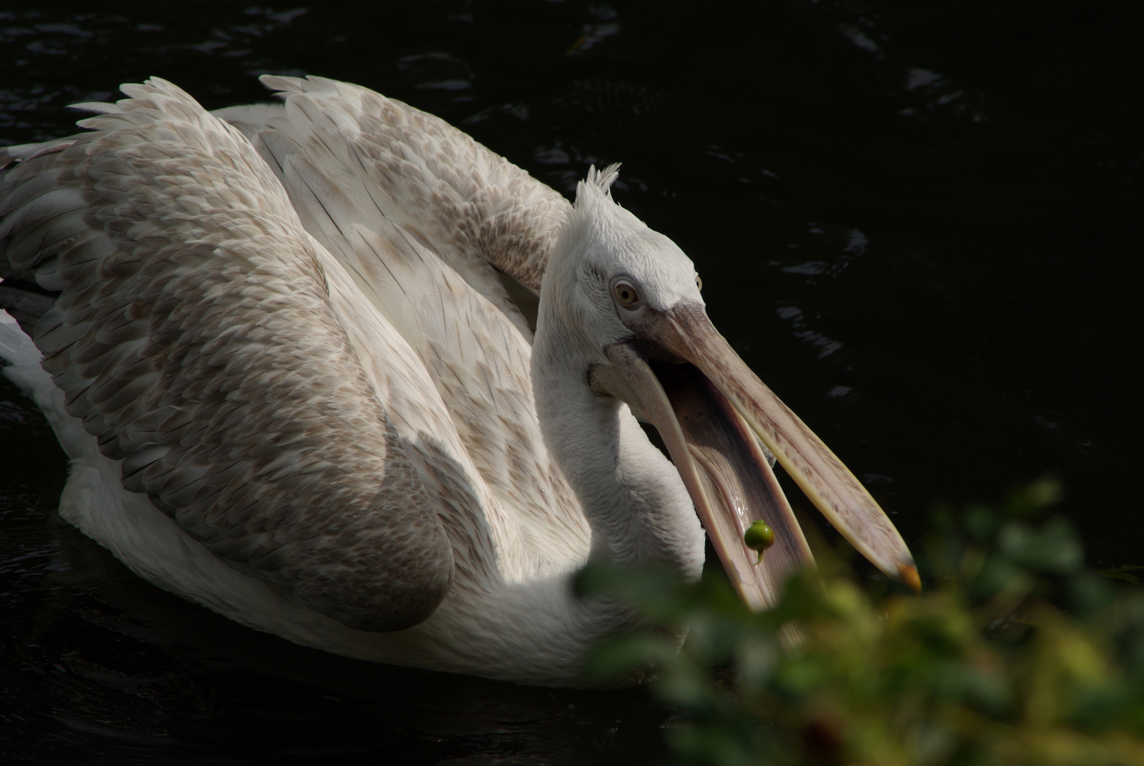 Ich brauche Vogelfutter