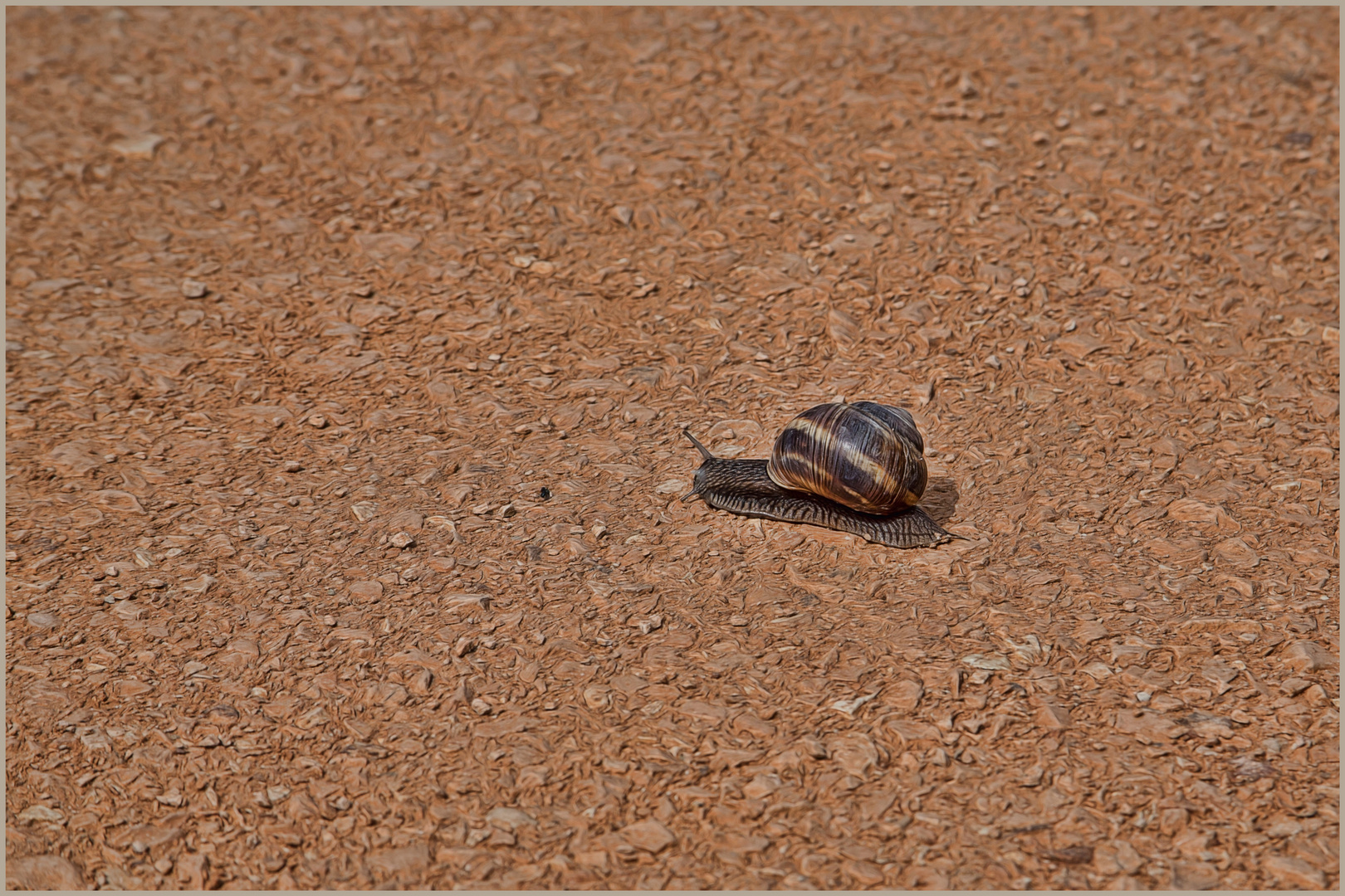 ich bremse auch fuer eine Schnecke