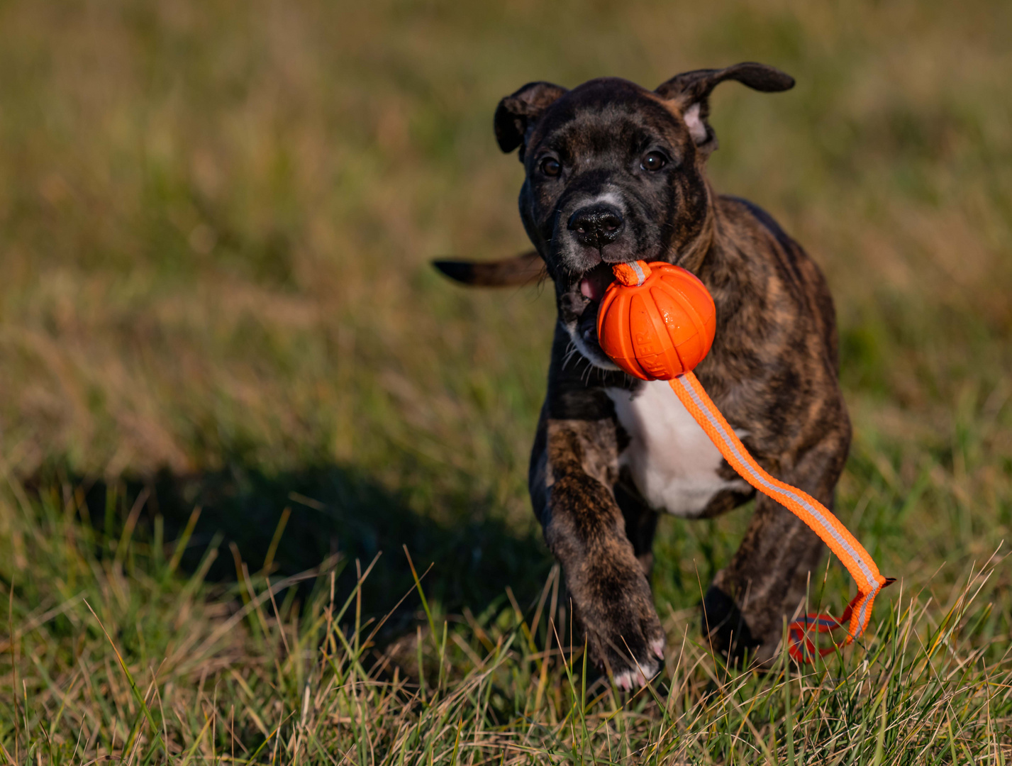 Ich bring dir den Ball.....