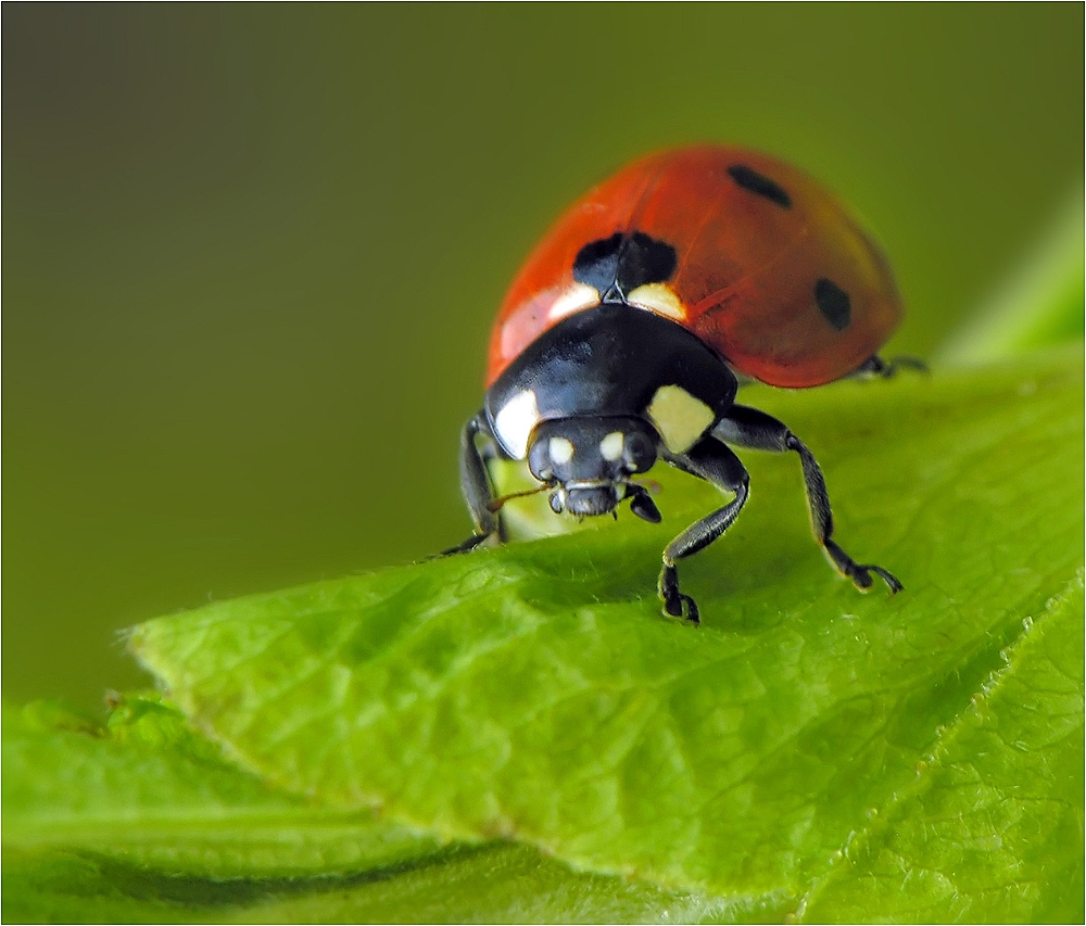 Ich bringe dir Glück Foto & Bild fauna, natur Bilder auf
