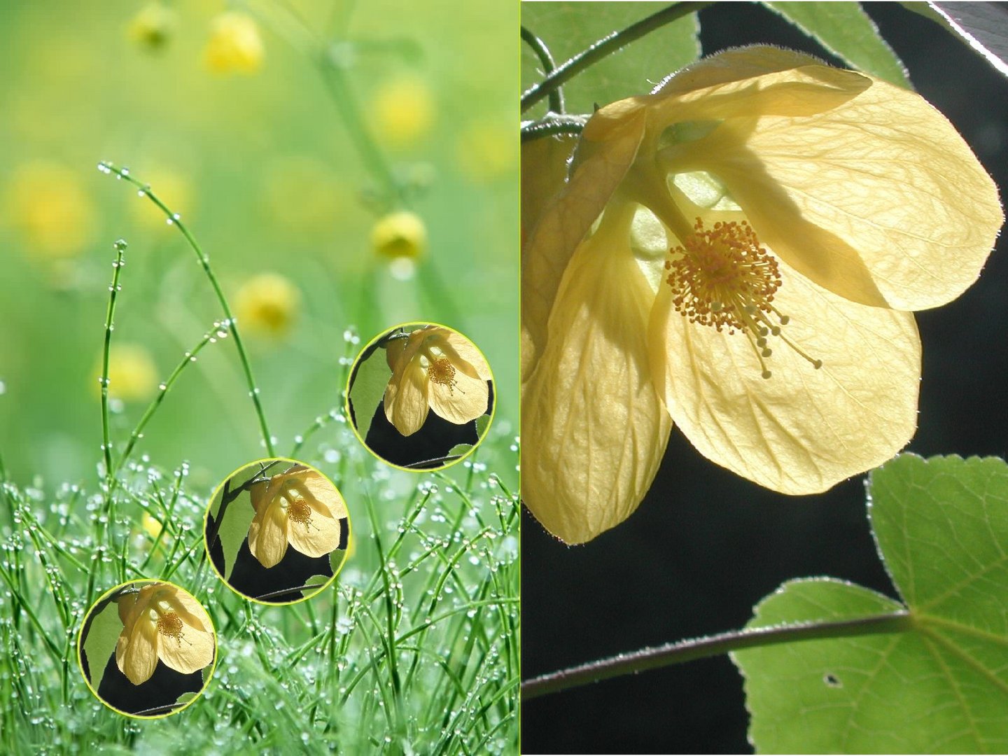 ich bringe Euch den Frühling