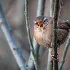 "Ich brüll niiiiicht - ich singe"