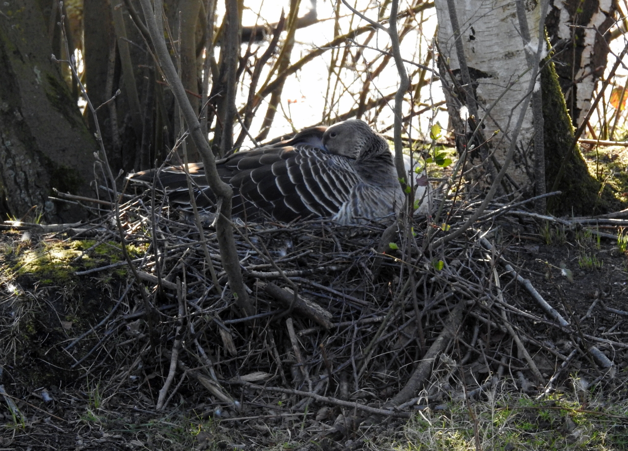 Ich brüte mal was aus - Graugans im Nest