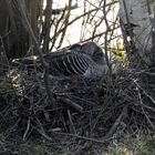 Ich brüte mal was aus - Graugans im Nest