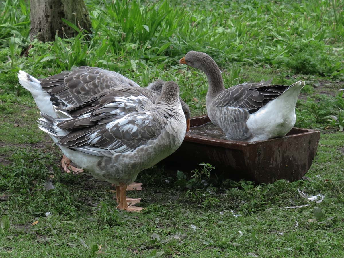 "Ich dachte, es ist Badetag ...".