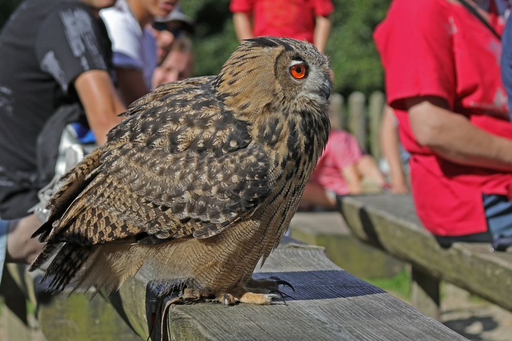 "Ich dachte hier wäre Flugshow"