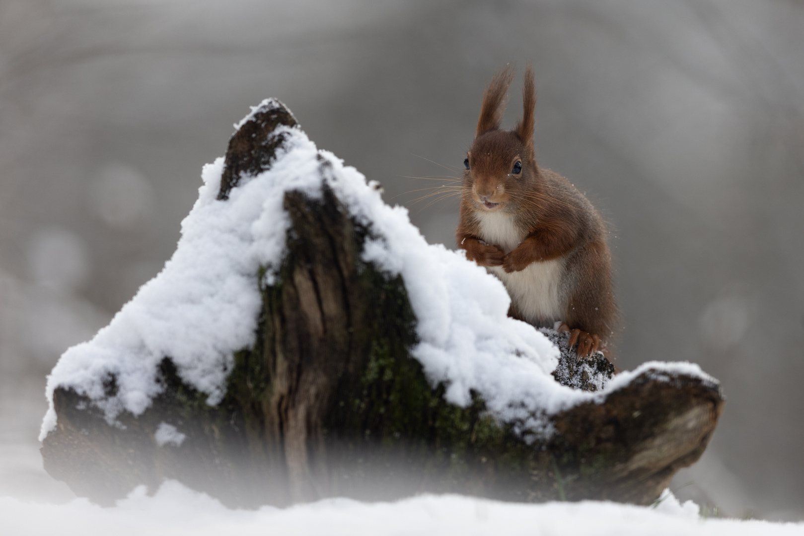 Ich dachte immer die schlafen im Winter...