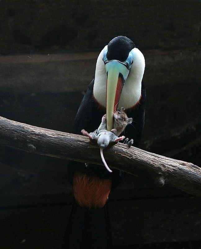 Ich dachte lange nach , dachte an Eisvogel mit Fisch im Schnabel , Vogel mit Insekt