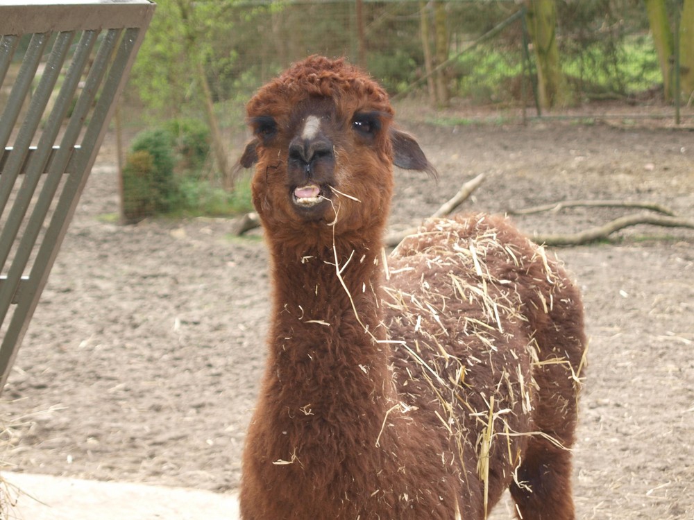 Ich darf das...ich bin halt ein Lama