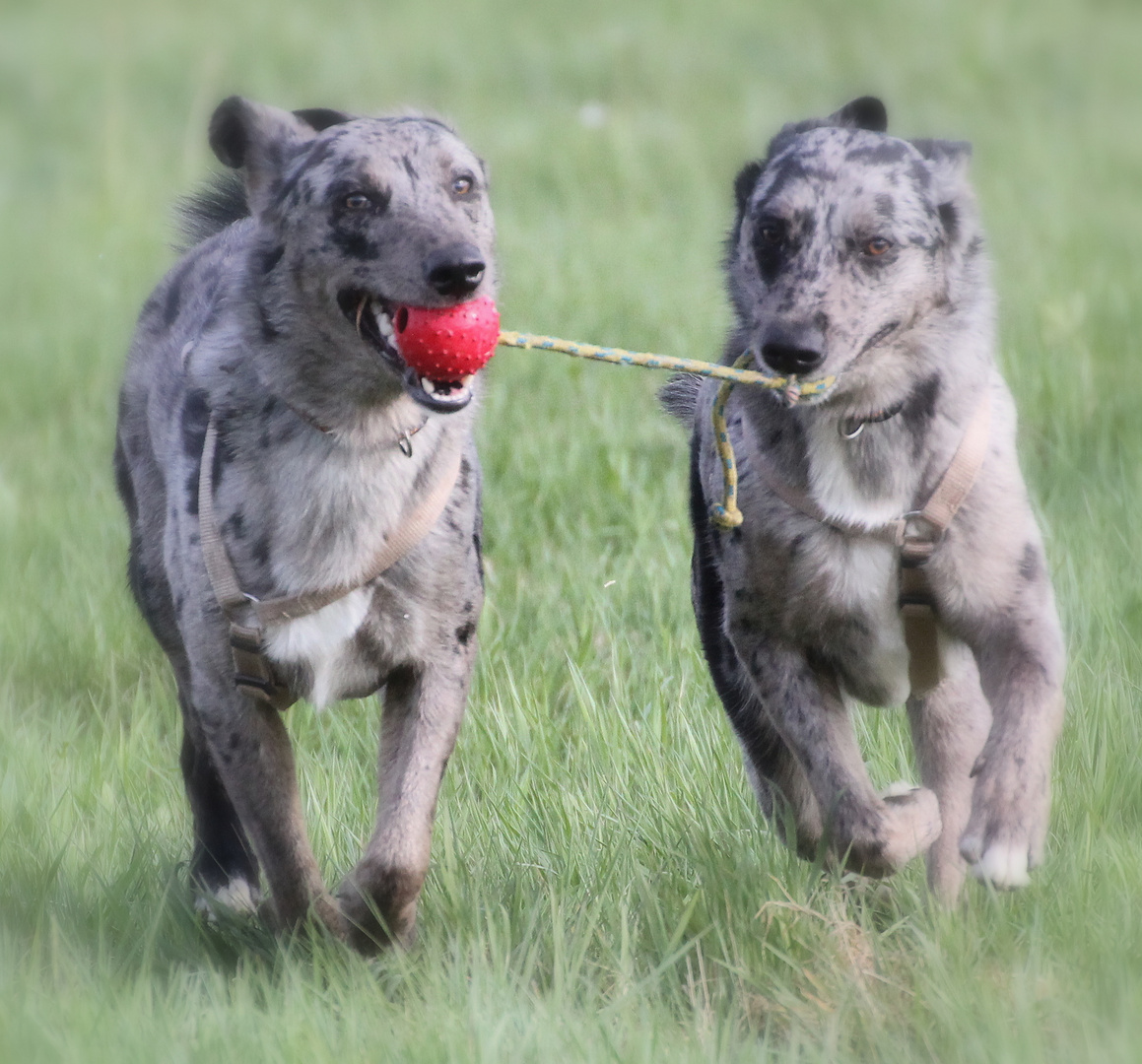 "Ich den Ball und Du den Strick!"