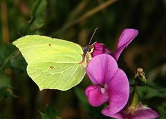 Ich denke auf der Waldplatterbse macht sich der Zitronenfalter besonders gut