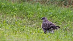 Ich denke das ist ein Schwarzmilan ...