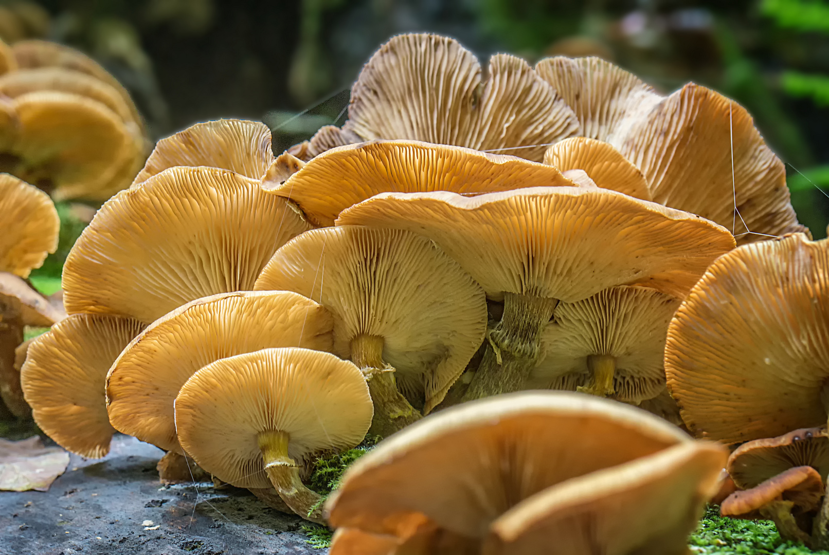 Ich denke die zählen auch als Mittwochsblümchen