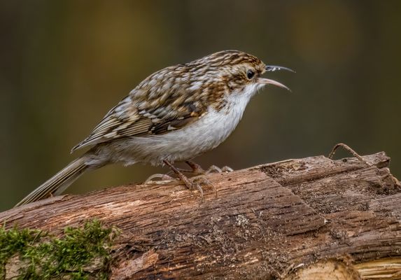 "Ich denke es ist ein ........"