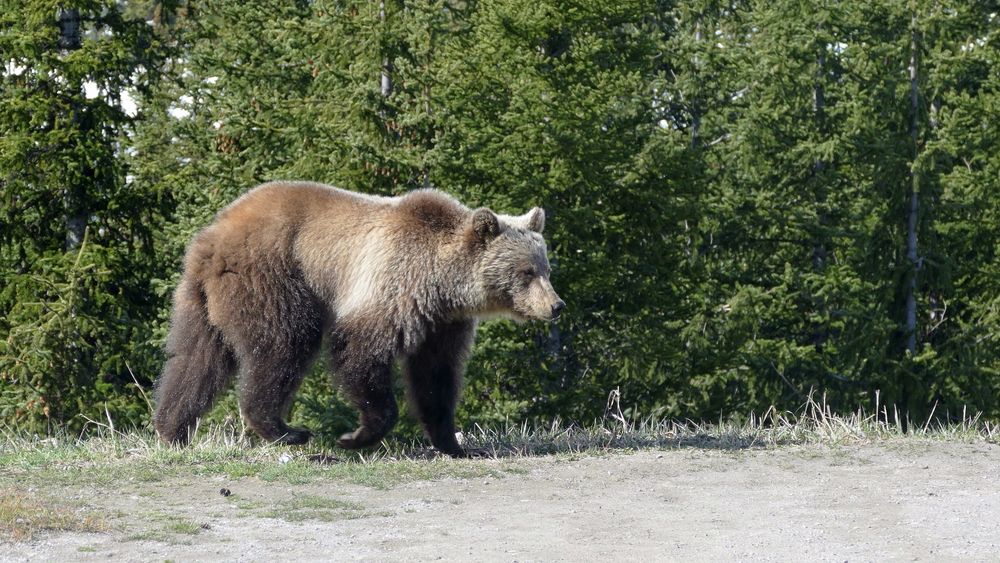 Ich, der Bär