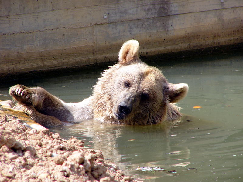 Ich der Bär im Heidelberger Zoo