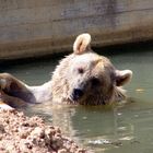 Ich der Bär im Heidelberger Zoo