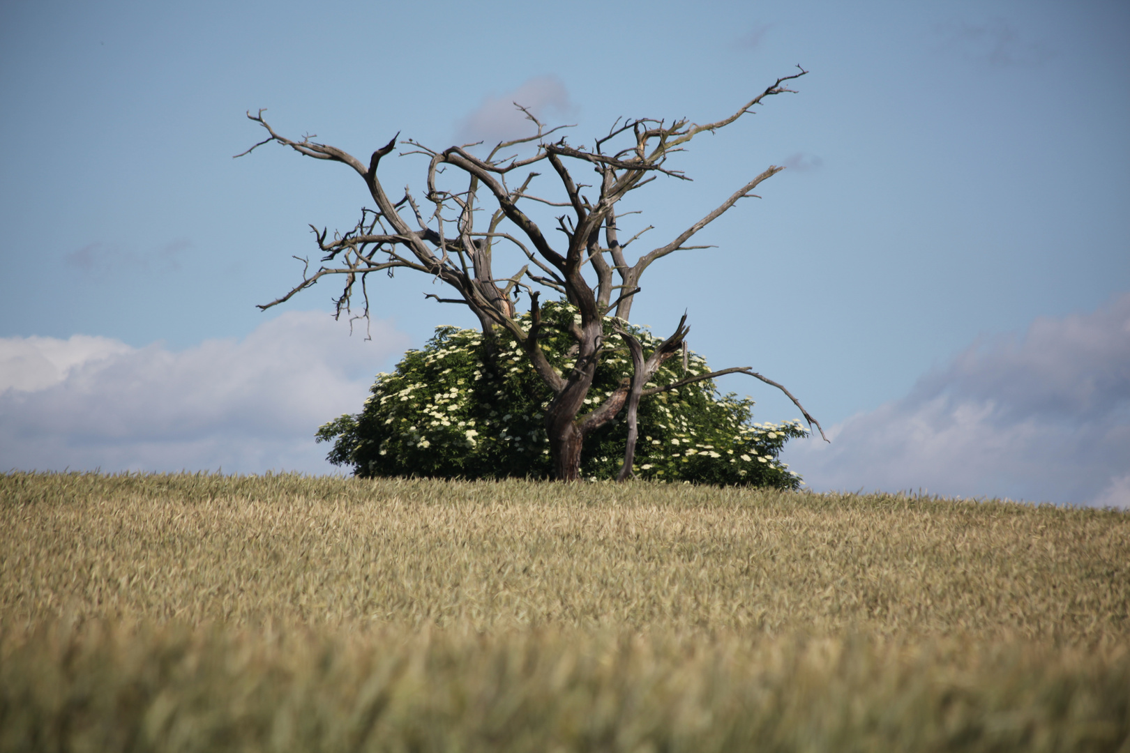 Ich der Baum