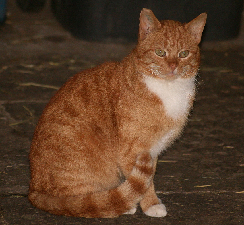 ich der kater