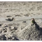 Ich, der Stranderoberer