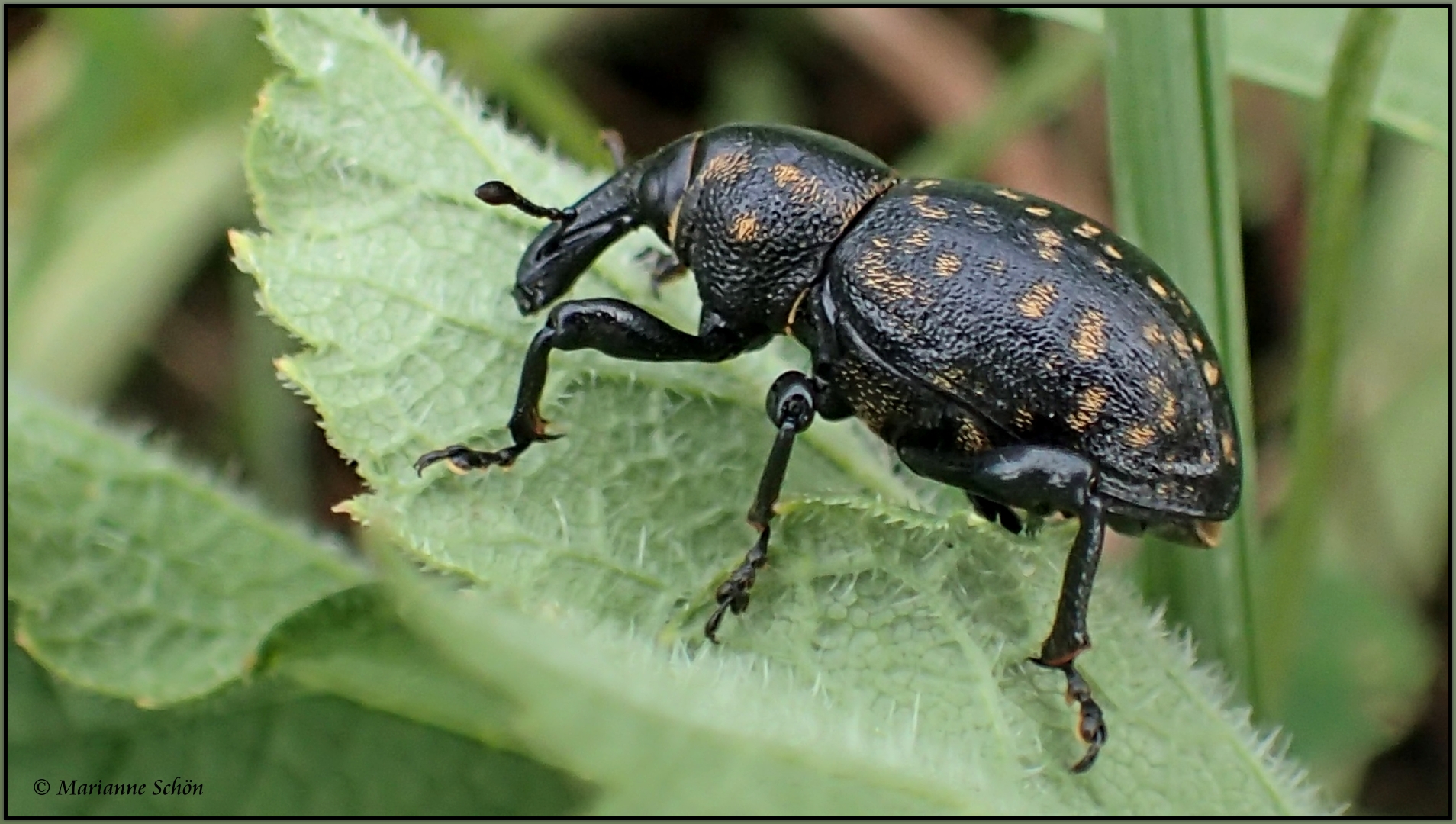 Ich der...Große Braune Rüsselkäfer...Hylobius abietis...